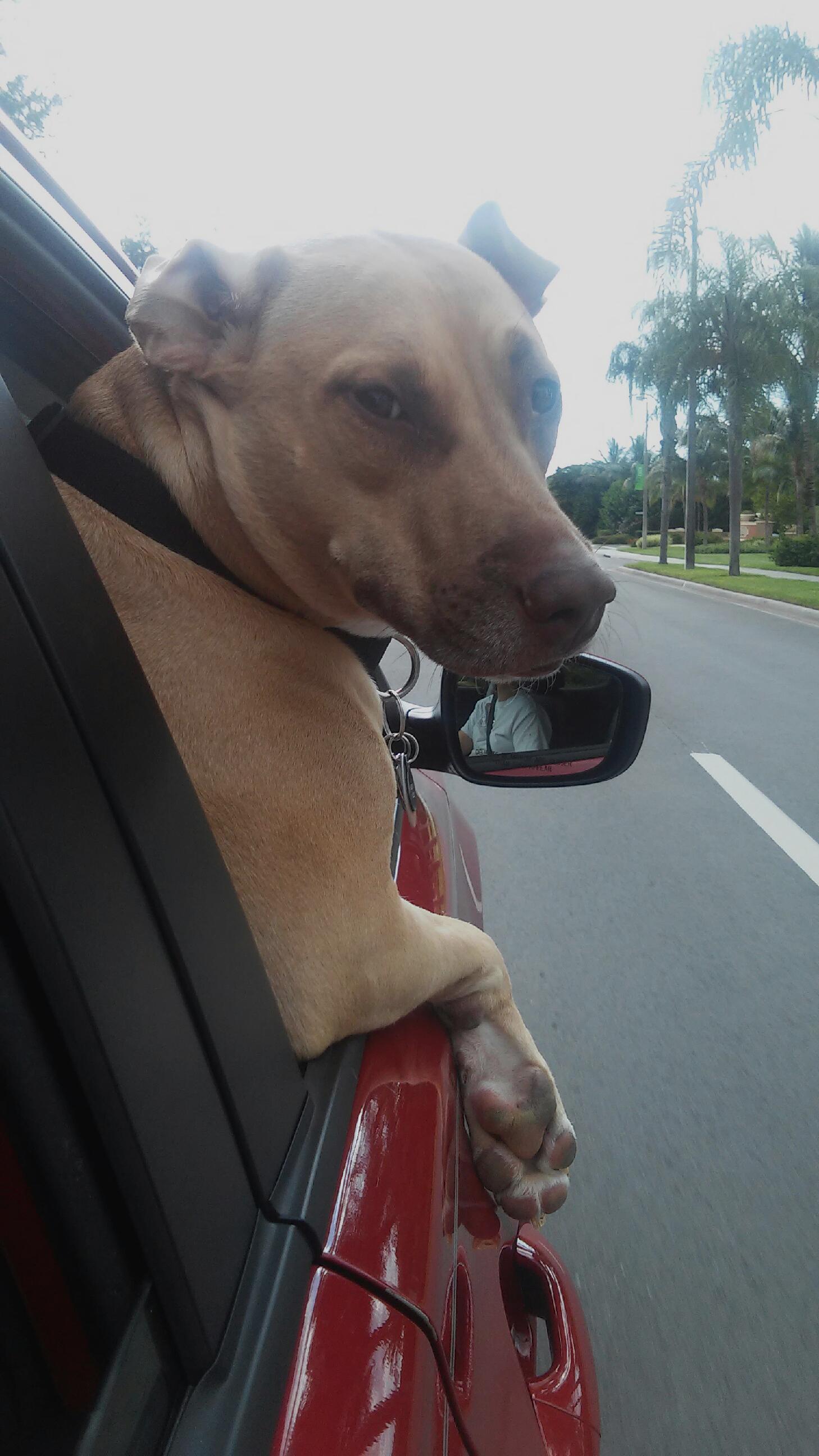 How Dogs Are Like Cars - Healthy Pawsibilities