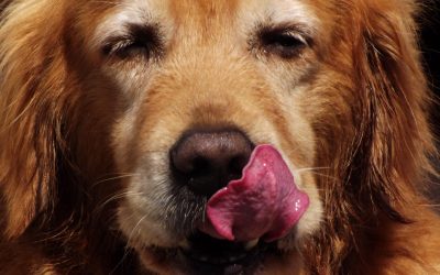 as a dog i have to admit i have eaten some nasty, smelly crap.