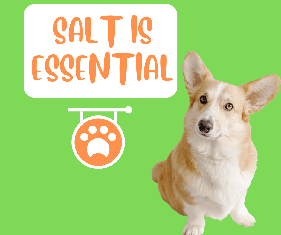 Himalayan salt cheap for dogs