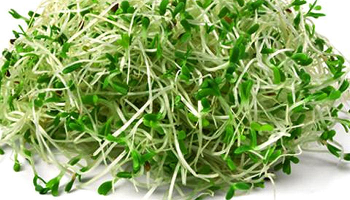 Special Ingredient Saturday – Alfalfa Sprouts