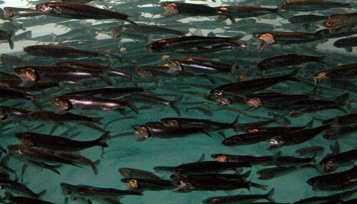 sardines dr cathy alinovi veterinarian holistic vet clearwater florida
