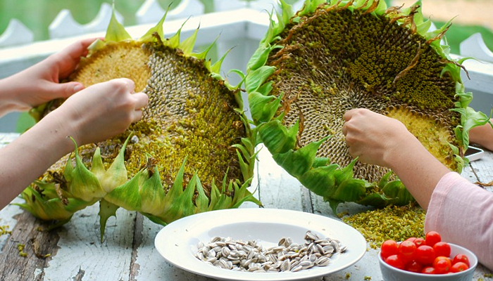 Special Ingredient Saturday – Sunflower Seeds