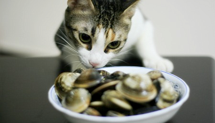 clams dr cathy alinovi veterinarian holistic vet clearwater florida