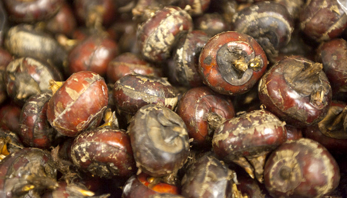 water chestnuts dr cathy alinovi veterinarian holistic vet clearwater florida