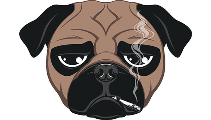 The Canary in the Coal Mine – Second- & Third-Hand Cigarette Smoke is Dangerous for Pets