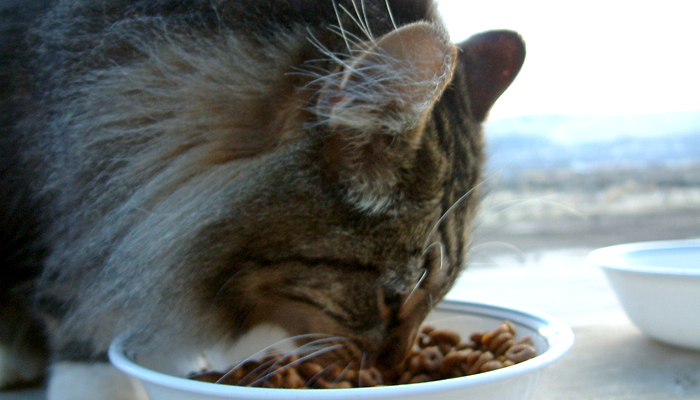 Why is There So Much Confusion About Taurine in Cat Foods?
