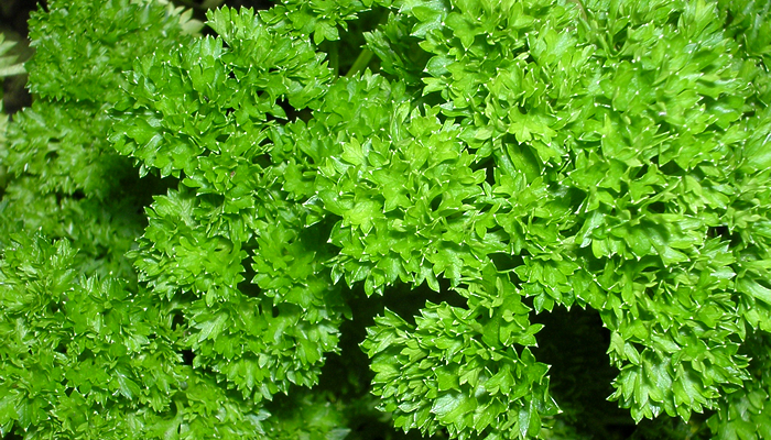 parsley dr cathy alinovi veterinarian holistic vet clearwater florida