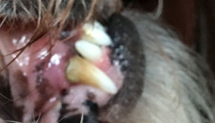 Do I Need to Brush my Dog’s Teeth More Often or Should I Even Start?