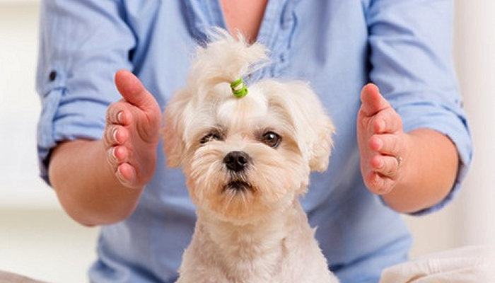 what is reiki and how it may help my pet dr cathy alinovi veterinarian holistic vet clearwater florida