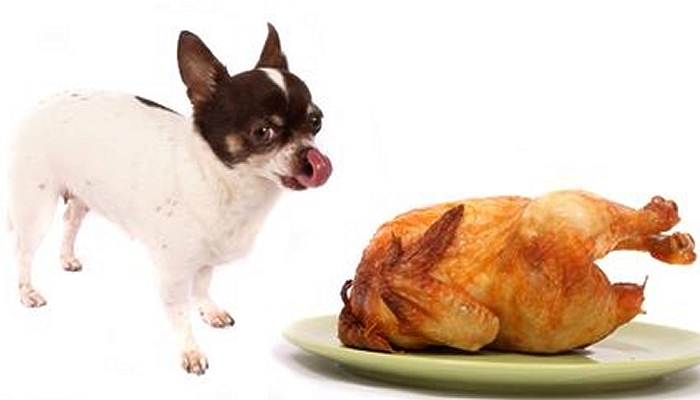 Can I Share my Holiday Meals With my Pets?