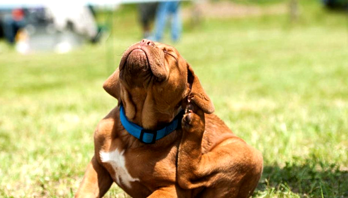 The Hot List: Ingredients & Chemicals that Make “Itchy Dogs” More Itchy!