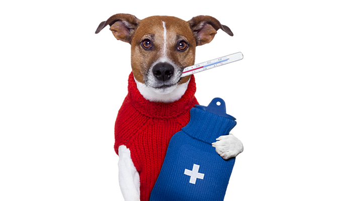 Do Pets Catch Colds as We Go into Winter?