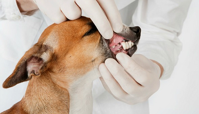 If February is National Dental Month for Pets, Then How do I Know if I Need to Take Advantage of the Special my Veterinarian’s Office is Running?