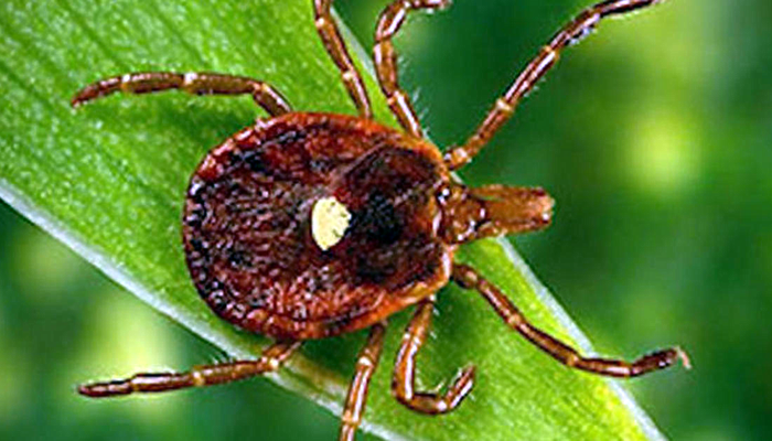 I Heard Something Crazy that a Tick Bite Could Lead to an Allergy to Beef. Is this True?