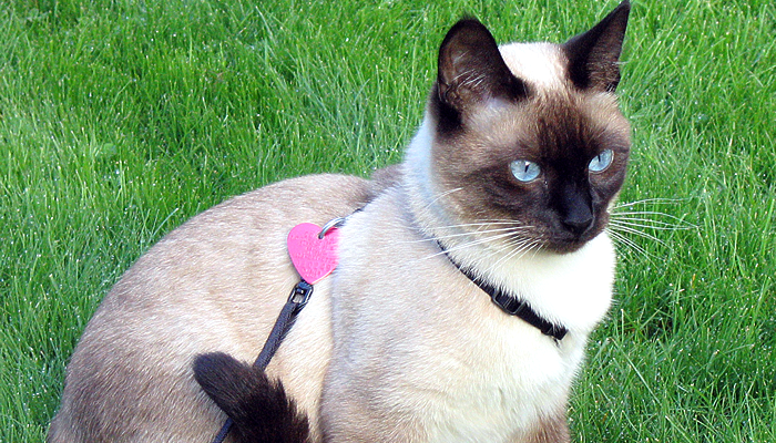 Can a cat walk on a leash?