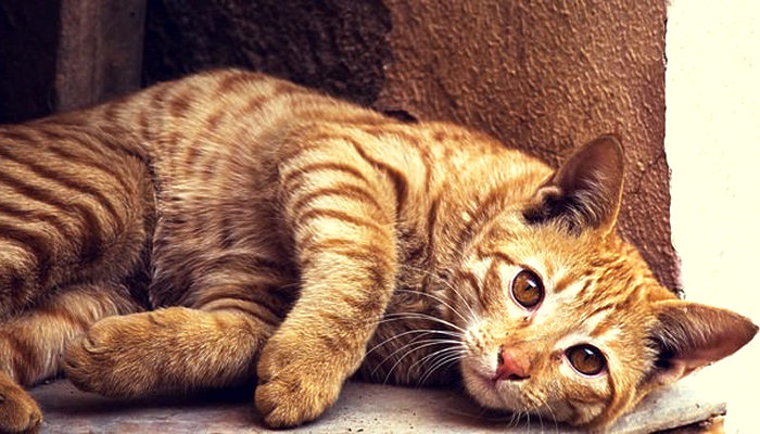 Why is fatty liver such a problem for cats?