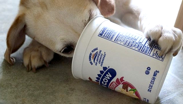My Dog has Seizures. I’ve Learned that if I Feed him a Whole Container of Plain Yogurt when he Starts Shaking, it will Prevent a Seizure Episode. Can you Explain This?
