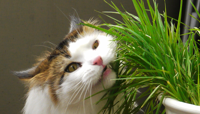 What plants are poisonous to my pet?