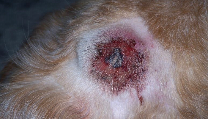 What Can I Do to Cure my Dog’s Hot Spots?