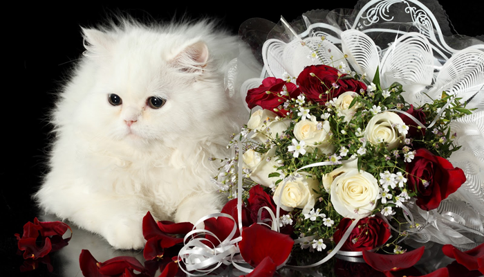 Is There Any Safe Way That I can Share Valentine’s Day with my Pet?