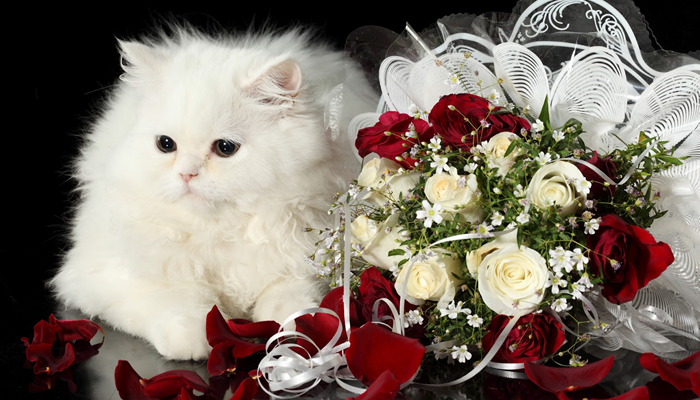 Is there any safe way that I can share Valentine's Day with my pet?