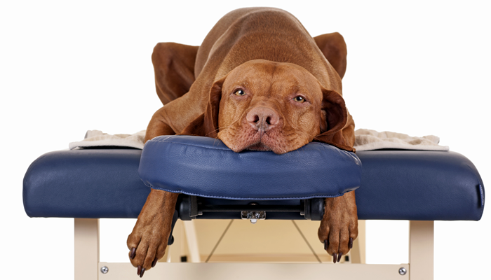 Chiropractic care for my pet?  I’ve never heard of it! Tell me more.