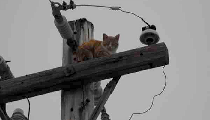 Who Do I Call if my Cat gets Stuck up an Electrical Pole?