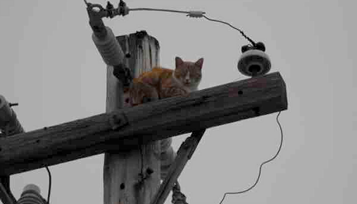 Who do I call if my cat gets stuck up an electrical pole?