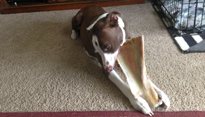 Why Does my Dog Ignore a Rawhide Bone for Months then Suddenly Devour Them?