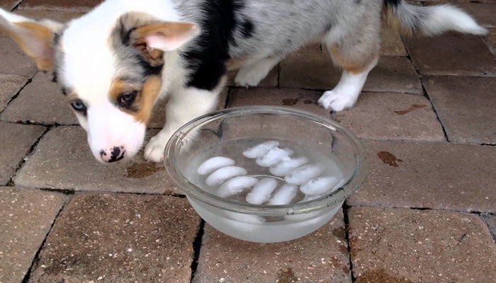 Is it okay to give my dogs ice cubes or put ice cubes in their water? I read an article that said that it caused bloat, like throwing a person into an ice-cold swimming pool, causing the muscles to dangerously constrict. When I looked it up on WebMD, they mentioned that dogs that are more at risk for this are ones with deep chests and narrow waists.  Since Buster is my bicycling buddy and fits that description (dalmatian), I was particularly concerned, especially since I take a water bottle with me and share it with him when we’re riding.
